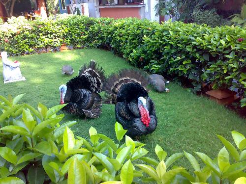 birds - i saw these birds in a resturant and they looked great.. i have never seen them before.. so i got a snap of it. do anyone know the name of these birds?