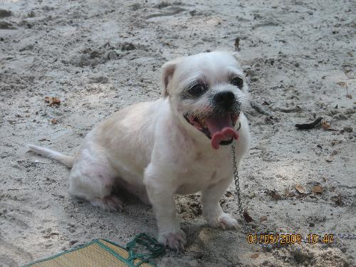 a dog - a shedded shih tze dog