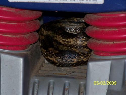 Snake on childs toy - Snake on childs toy, check your toys