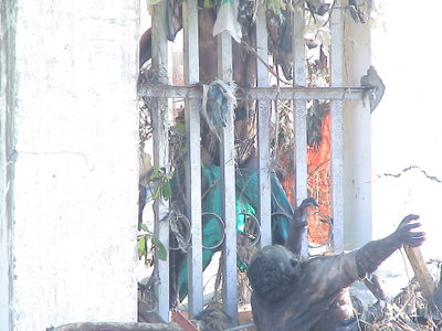 Death of a prisoner - prisoner die in prison during tsunami