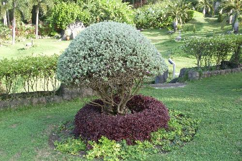 artistic plant - a plant cared by man