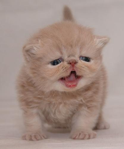 cat - isn't it lively?