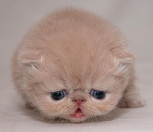 cat - do you like it?