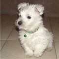 Westhighland Terrier - Westhighland Terrier is a breed form Scotland