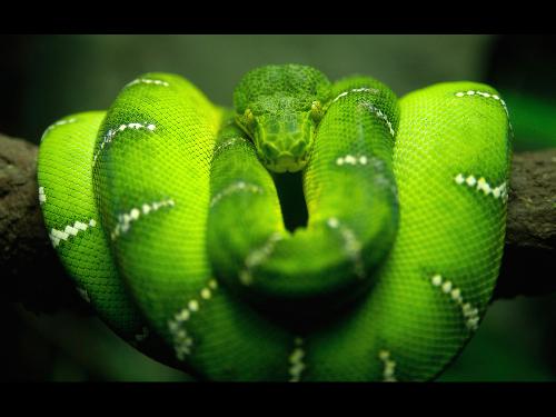 Green, Slimy, and Lethal!! - What's your first reaction upon seeing this picture..? Mine was one of horror!! Whoa!!! I imagined that slimy thing winding its powerful muscles around me and engulfing me in a face-to-face-with-death embrace! The thought of it terrified me! Huhuhu... Would you want to own a pet like this? (Gulp) It's kind of scaaaarrrryyy!!!  No wonder snakes are used in horror movies... they strike terror wherever they appear!!!