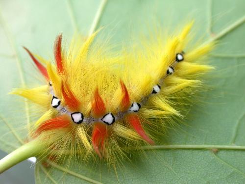 A Weird Caterpillar - This has got to be one of the weirdest--or most unique, animals that I have ever come across... yellow, creepy, and FURRY?? That must make quite a furry butterfly!! Hehehe... Anyway, I love its colors... it's colorful, eyecatching, and definitely cute!!! Hehehe... But I'm quite interested on how it will look as a butterfly.. Hehehe... Have a wonderful day, animal lovers!!!