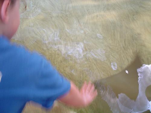Touching A Stingray - My daughter touching a stingray at the St. Louis Zoo