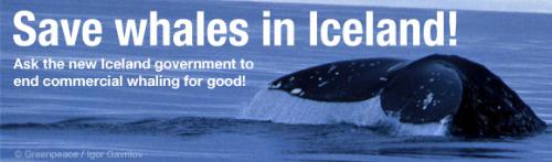 Ask Iceland to save whales - May 2009: Iceland's new Prime Minister has an important opportunity this month to end decades of damaging policy, by becoming a world leader in whale conservation. 
Please ask Iceland's Prime Minister to cancel Iceland's five year commercial whaling quota, and ensure that Iceland's representative at this year's International Whaling Commission meeting votes for whale conservation. 
