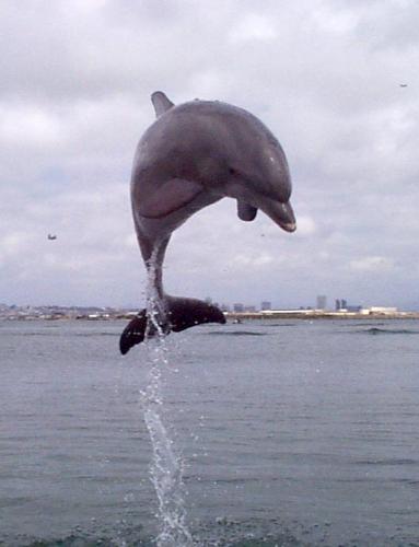 Dolphin - A great dolphin jumping pic