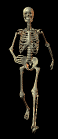 Music - Skeleton dance