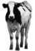 Music - cow dance