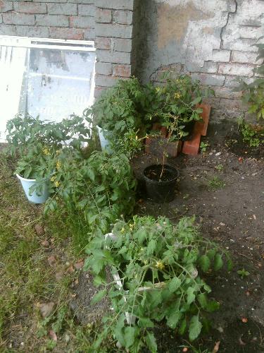 My Tomatoes. - let us pray they don't get killed by the black fly.