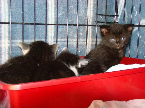 Little Bear - My rescued feral had kittens. I was unable to trap her before she had kittens. As soon as these kittens are weaned and after a couple of weeks to allow momma's body to readjust after weaning, she will be spayed.
