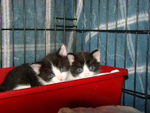 The Twins - These are 'Bear's' sisters. They will be up for adoption soon. Wish I could keep them. Hopefully we will find good homes for them. I love these babies!