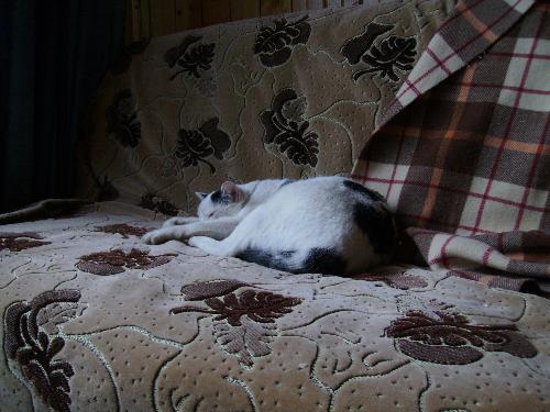 Panda Cat, after a beating - This is what happens after a Panda cat is spanked... she rests a lot in the attempt to recover and be ready for the next session of spanking.