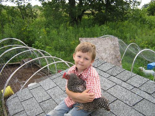 Barred Plymouth Rock With Little Boy - This is a picture of my youngest son holding his favorite chicken.