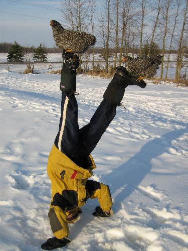 Headstand With a Chicken On Each Foot - This is a cool trick one of my twin boys came up with. He learned to do a headstand but thought it would be cool to do it with a chicken perched on each foot.
