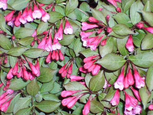 Weigela in bloom - A plant rescue success... from crushed and broken to beautiful and abundant flowers with a couple of seasons of care! I believe the variety is 'Victoria'