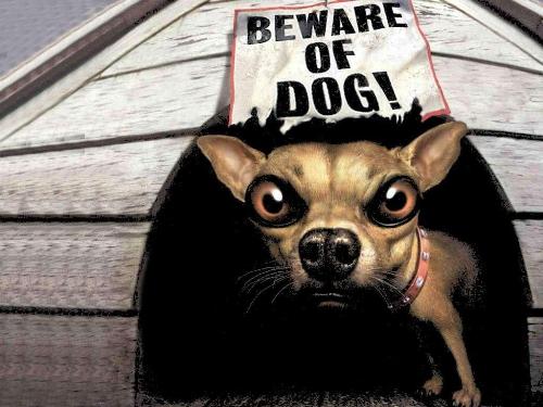 doggy with attitude lol - funny dog pic with an attitude lol