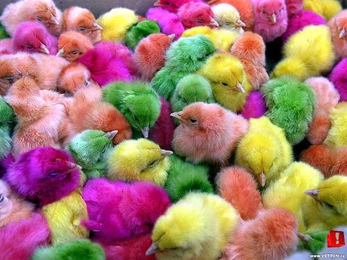 cute chicks - lots of cute multi coloured chicks. awwww