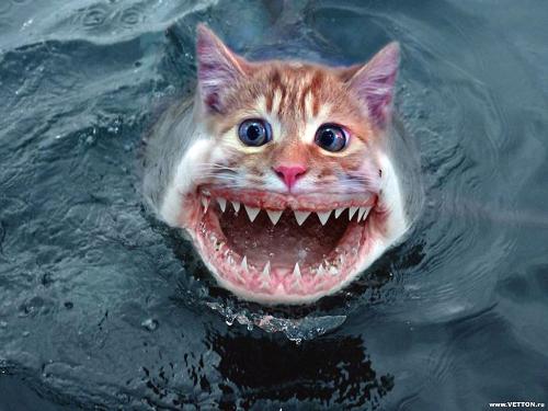 catjaws - watch out jaws garfield is on his way lol