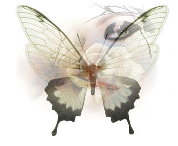 beautiful butterfly - Don't we all wish life could be as simple and breathtaking as this butterfly picture?