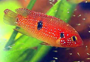 baby red jewel chiclids - It is a mother protecting his new borns. Super red, red jewel chiclids.