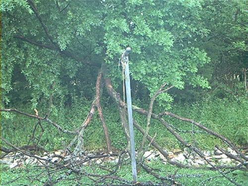 dead tree fell in my backyard - One of my pics I took of the dead tree falling during a thunderstorm early this morning;