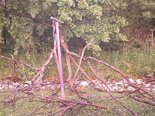 another shot of dead tree that fell -  another One of my pics I took of the dead tree falling during a thunderstorm early this morning;