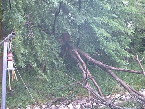 crap! You still can't see the big part of this in - Shoot! you still can't see the big part of this buried in the 'live tree limbs' oh well...