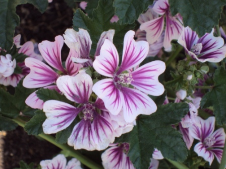 Beautifiul Flowers - I love the details in these purple flowers. They are very pretty.