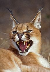 Caracal or Rooikat or African Lynx