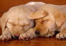 sleep - Sleeping dogs