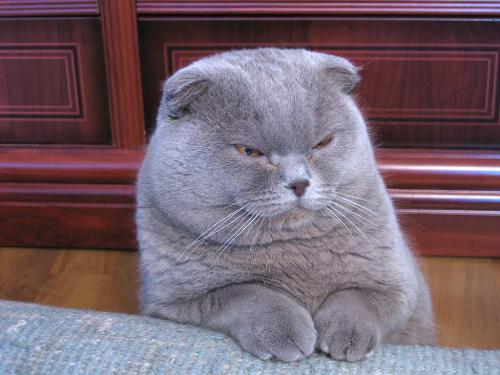 Lilac Scottish Fold Cat - A rather fine portrait of this breed.