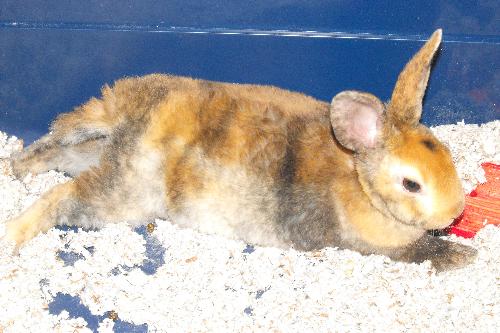 Staphi - This bunny is one of our quirkiest pets yet, I think. He&#039;s the first bunny either of us has ever had and he sure has a personality! He doesn&#039;t like you petting him or touching him unless it suits him. He&#039;ll let you know if he wants to be pet and likewise he&#039;ll let you know when you&#039;re done petting him!...lol.