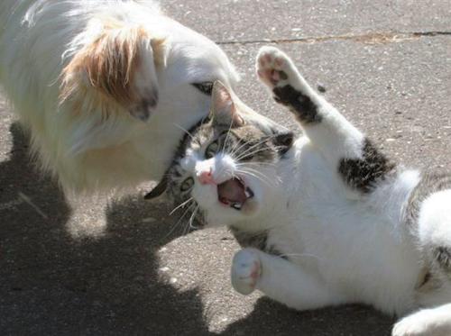dog and cat - nice picture ...