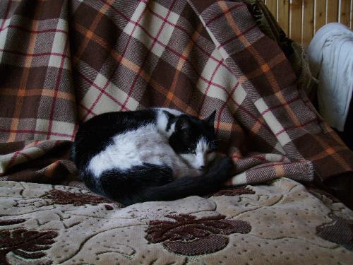 I am trying to sleep ! - 'Shut off the blitz and the camera, and leave the room ' I am sure Sutzu would have said if he was a talking cat.