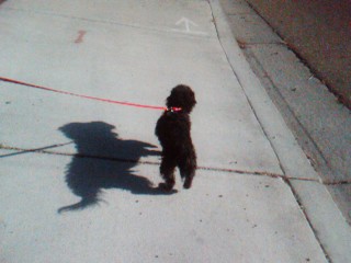 Marley walking  - Enjoying life by taking a walk with my dog.