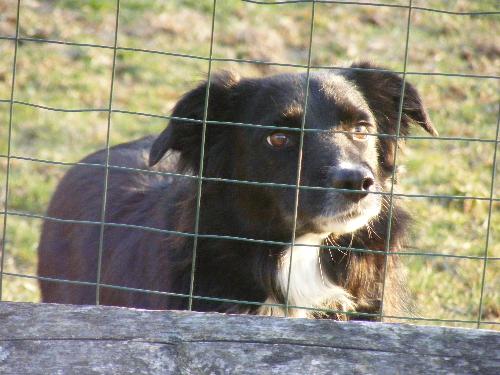 Border Collie - 'Tucker T', 5 yr old male border collie.