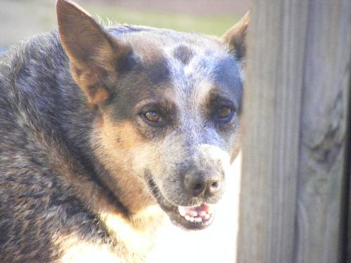 Blue Heeler - 'LBD' Lil blue Doggy smiling at me, as usual!