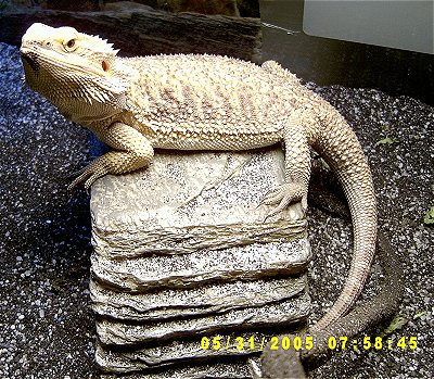 Scales - my bearded dragon