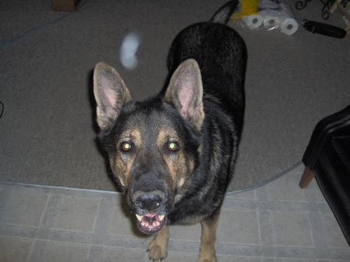 My German Shepherd Loki - This is my german shepherd, Loki. He's about 4 and 1/2. He's considered sable by AKC color standards.
