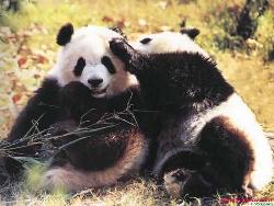 panda - panda