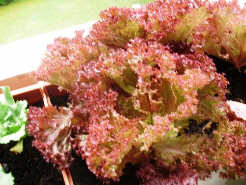 Loose leaf lettuce, Lollo Rosso - This lettuce does not form hearts and can be used over a long time by just using the outside leaves. It is very tasty and adds lovely colour to your salad.