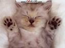 Cute Cats - Cute cat