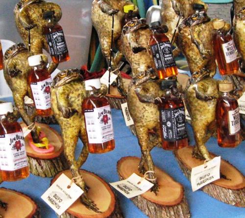 Cane Toad Souvenirs! - Ugly as heck, but strangely quirky as well! These are Cane Toads from Australia that have been stuffed and then mounted on stands for sale as souvenirs.