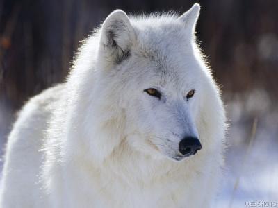 white wold - white wolf with sad eyes