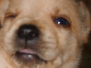 My dogs  - They're my dogs. I'll love them forever.