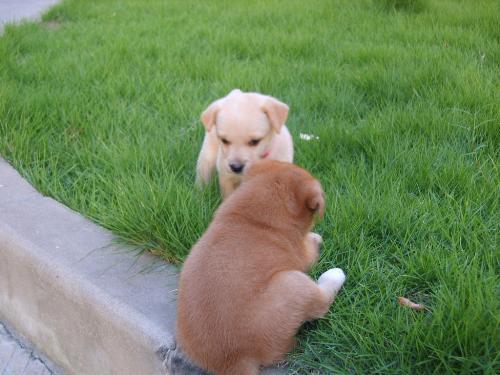 My dogs  - they're lovey.