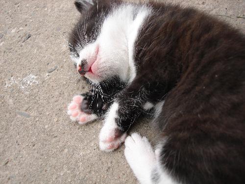 Kitten - Sleeping kitten